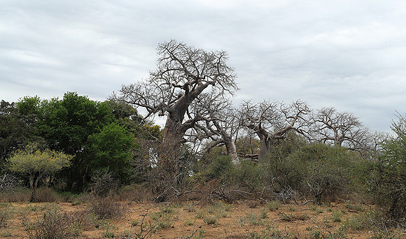 Kurger NP  - South Africa