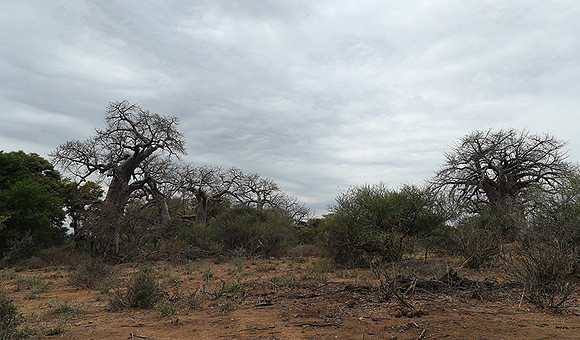 Kurger NP  - South Africa