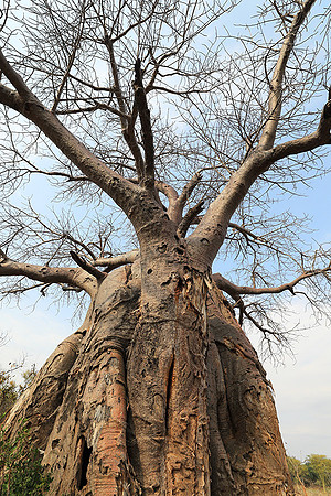 Kurger NP  - South Africa