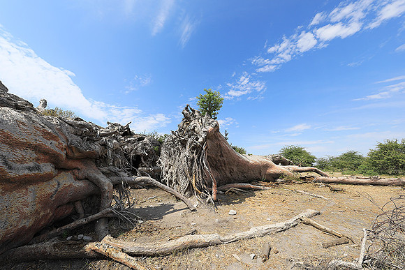 Makgadikgadi - Botswana