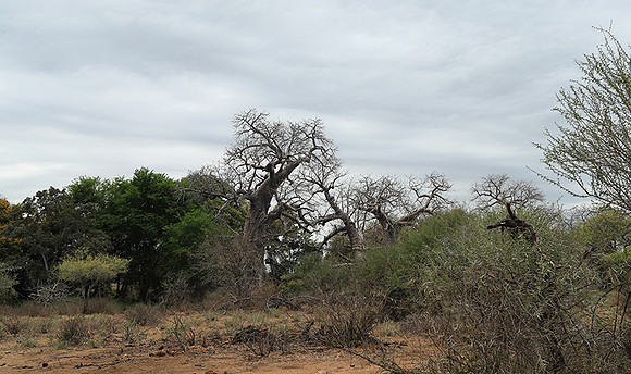 Kurger NP  - South Africa