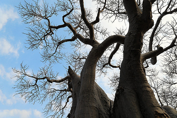 Kurger NP  - South Africa