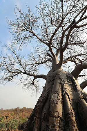 Kurger NP  - South Africa