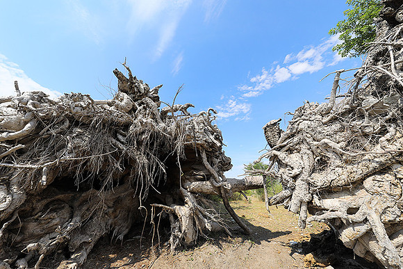Makgadikgadi - Botswana