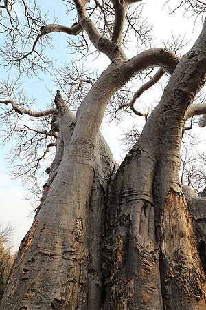 Kurger NP  - South Africa