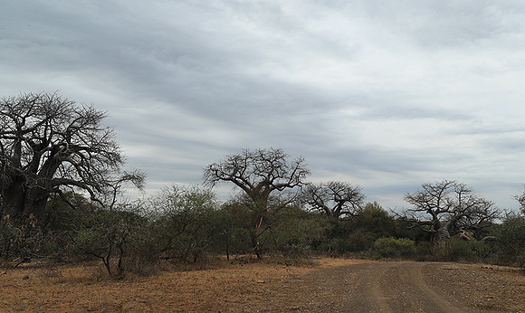 Kurger NP  - South Africa