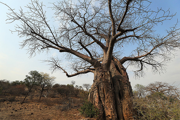 Kurger NP  - South Africa