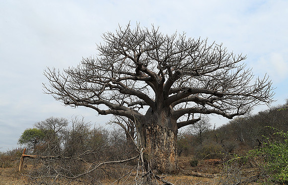 Kurger NP  - South Africa