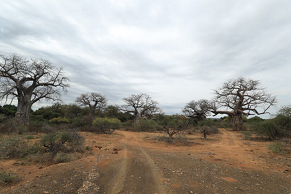 Kurger NP  - South Africa