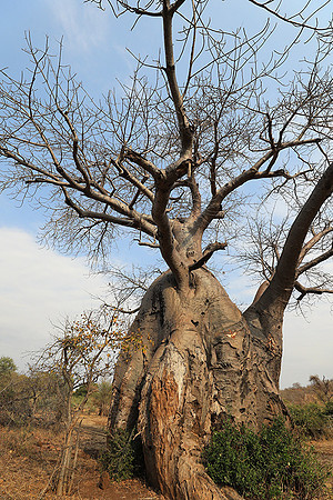 Kurger NP  - South Africa