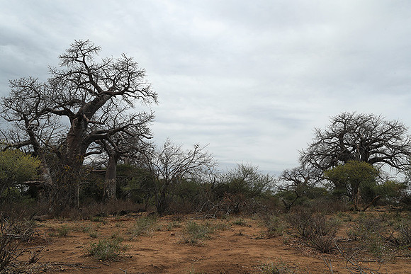 Kurger NP  - South Africa