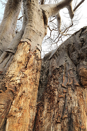 Kurger NP  - South Africa
