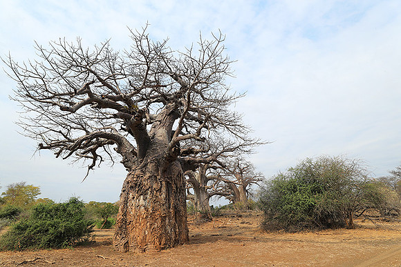 Kurger NP  - South Africa