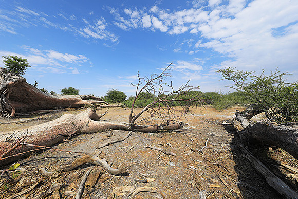 Makgadikgadi - Botswana