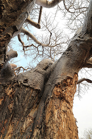 Kurger NP  - South Africa