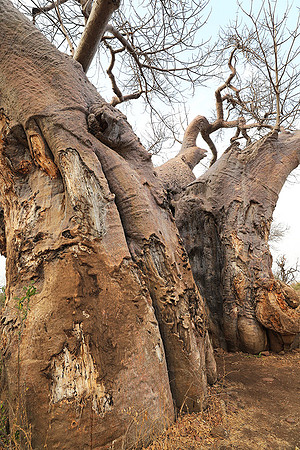 Kurger NP  - South Africa