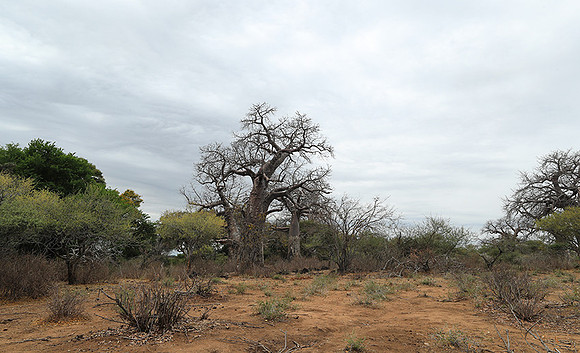 Kurger NP  - South Africa