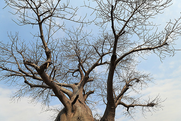 Kurger NP  - South Africa