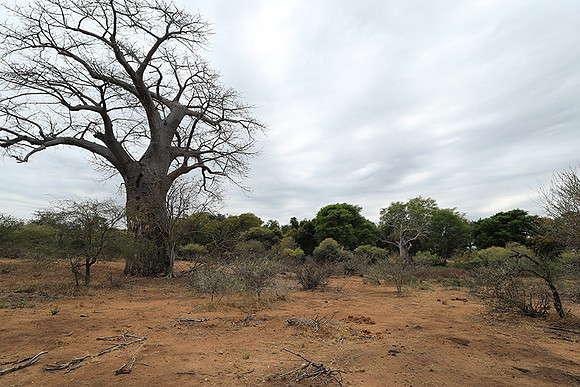 Kurger NP  - South Africa
