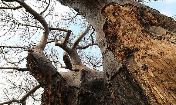Kurger NP  - South Africa