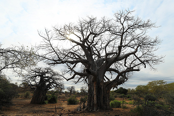 Kurger NP  - South Africa