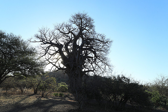 Kurger NP  - South Africa