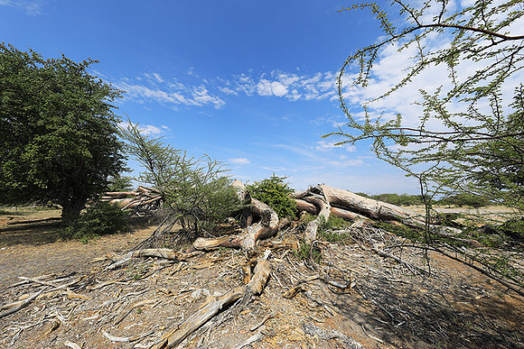 Makgadikgadi - Botswana