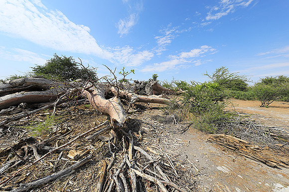 Makgadikgadi - Botswana
