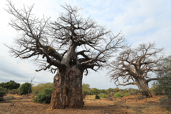 Kurger NP  - South Africa