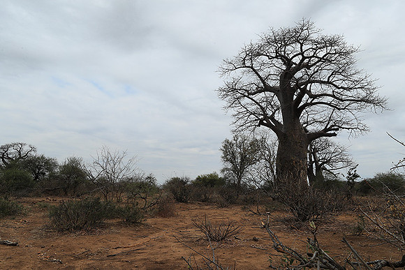 Kurger NP  - South Africa