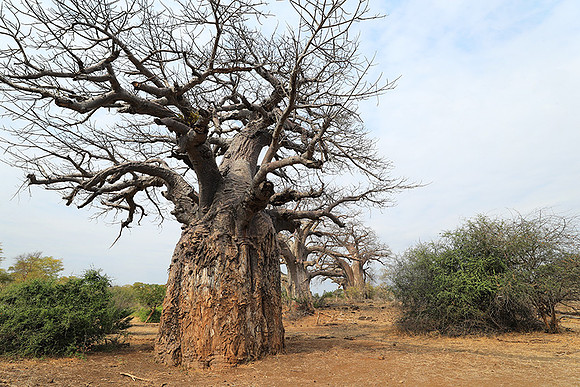 Kurger NP  - South Africa