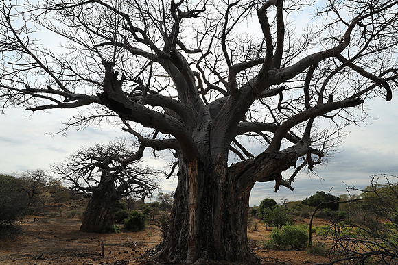 Kurger NP  - South Africa
