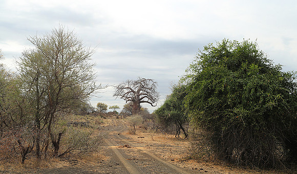 Kurger NP  - South Africa