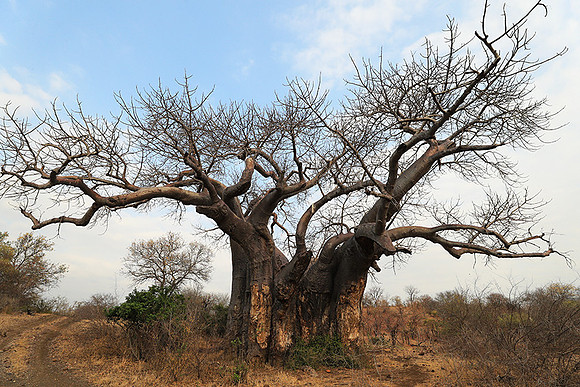 Kurger NP  - South Africa