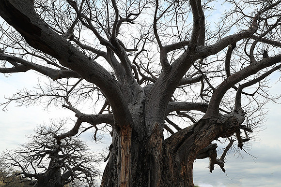 Kurger NP  - South Africa