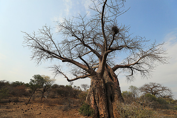 Kurger NP  - South Africa