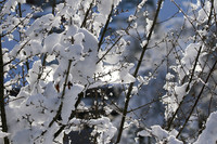 Winter in my garden - East of France