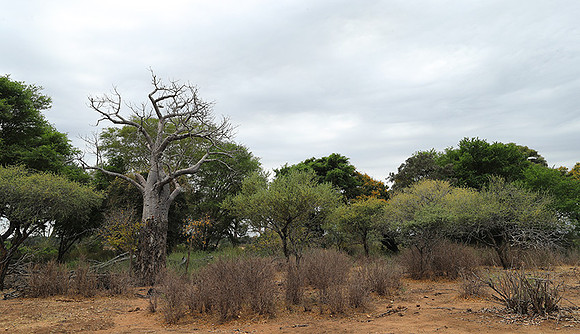 Kurger NP  - South Africa