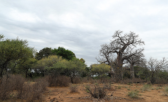 Kurger NP  - South Africa