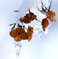 Winter in my garden - East of France