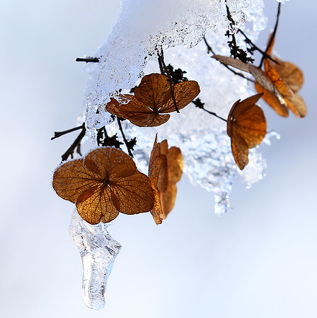 Winter in my garden - East of France