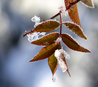 Winter in my garden - East of France