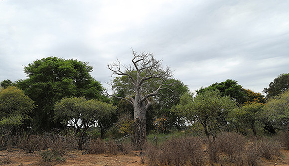 Kurger NP  - South Africa