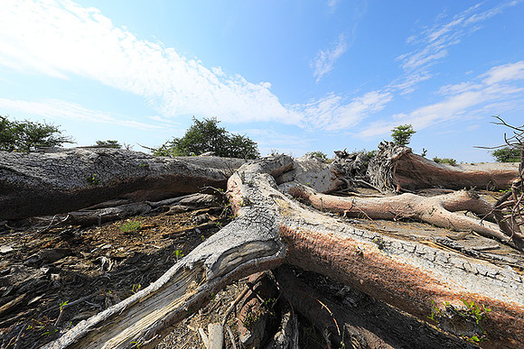 Makgadikgadi - Botswana