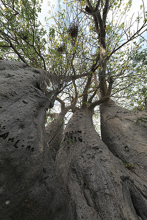 Makgadikgadi - Botswana