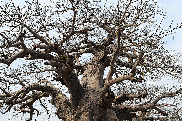 Kurger NP  - South Africa