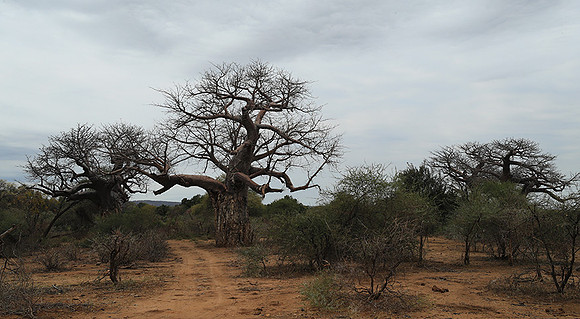 Kurger NP  - South Africa