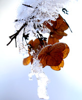 Winter in my garden - East of France