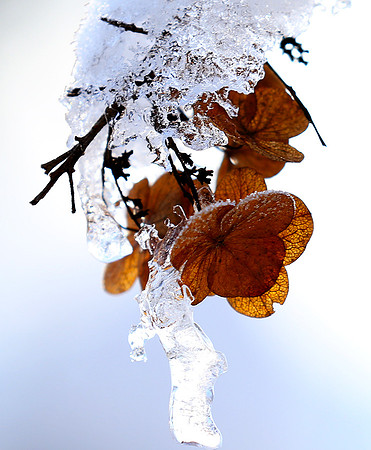 Winter in my garden - East of France