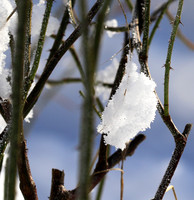Winter in my garden - East of France